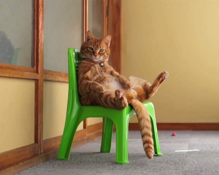 How cute cat videos turned into a multi-million dollar film series