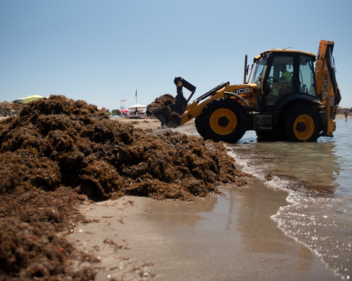 Massive amounts of invasive seaweed are swamping beaches in Spain.