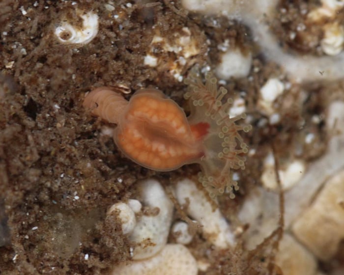Beachgoer finds ‘extinct’ jellyfish in Outer Hebrides rock pool