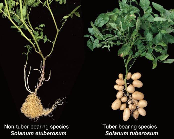 Researchers discovered that potatoes evolved from a tomato-like ancestor, a surprising finding that wasn’t immediately obvious.