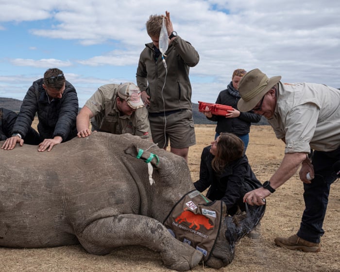 South Africa is making rhino horns radioactive to deter poachers in a new anti-trafficking initiative.