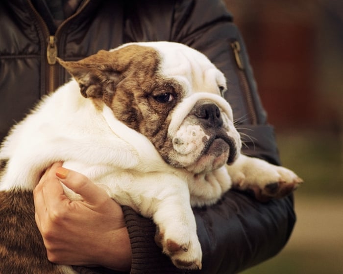 Les médicaments pour perdre du poids sont-ils la prochaine solution pour les animaux en surpoids ?