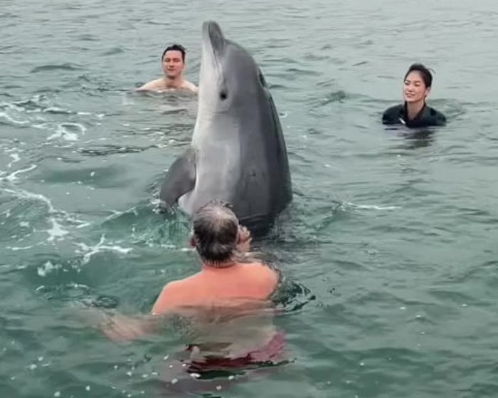 Schwimmer in Dorset wurden gewarnt, sich von einem verletzten Delfin fernzuhalten, der in der Gegend gesichtet wurde.