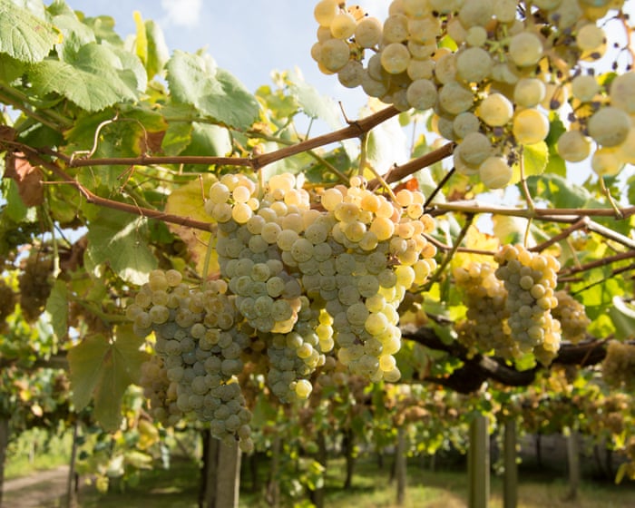 What’s the best drink to pair with seafood? Albariño is the perfect match. – Hannah Crosbie on drinks