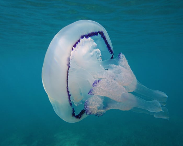 An unusually large number of jellyfish have appeared in UK waters.