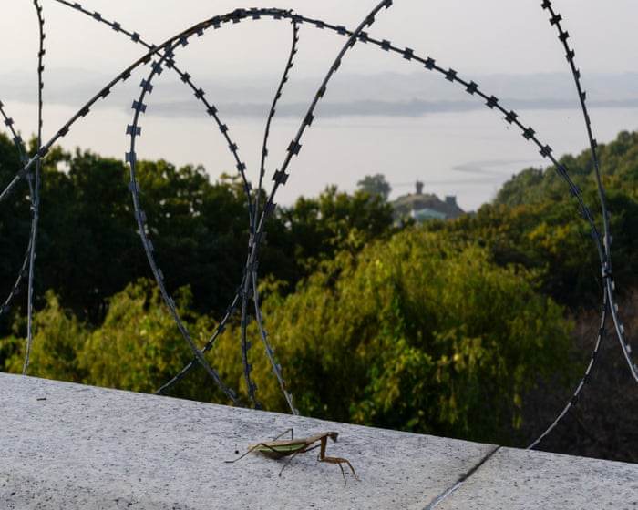 "Minami lądowe stały się największymi obrońcami": jak dzika przyroda kwitnie w koreańskiej strefie zdemilitaryzowanej