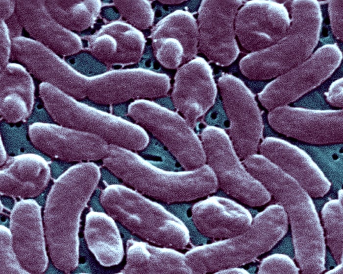 Cinco pessoas morreram na Luisiana após serem infectadas por uma bactéria carnívora encontrada em águas costeiras.