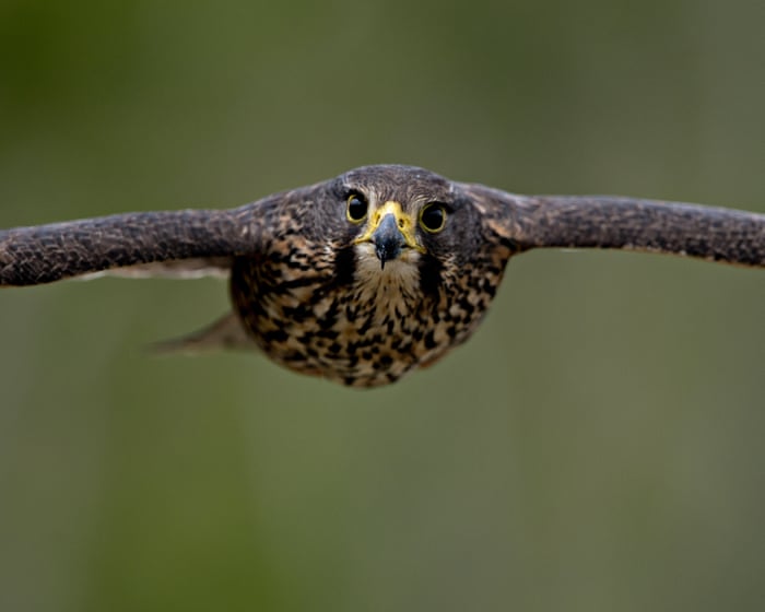 The endangered kārearea falcon has been named New Zealand's Bird of the Year for 2025.