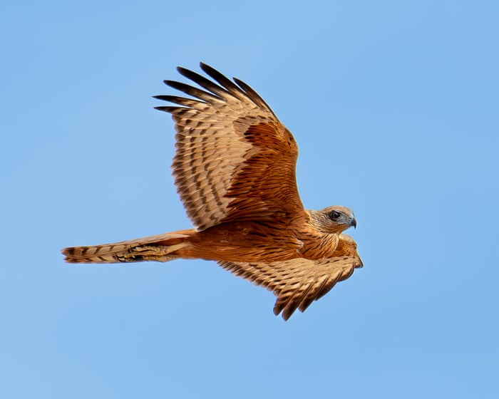 A ave de rapina mais ameaçada da Austrália está desaparecendo despercebida, enfrentando uma crise silenciosa.