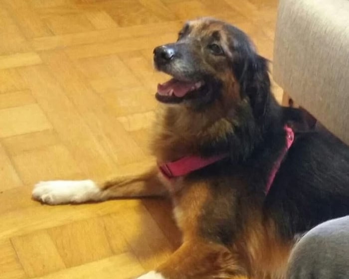 The EU's highest court has ruled that pets can be considered baggage on flights.