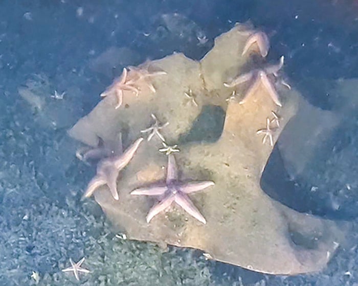 Underwater arsenals: from sunken bombs to torpedoes, how discarded munitions become habitats for marine creatures.