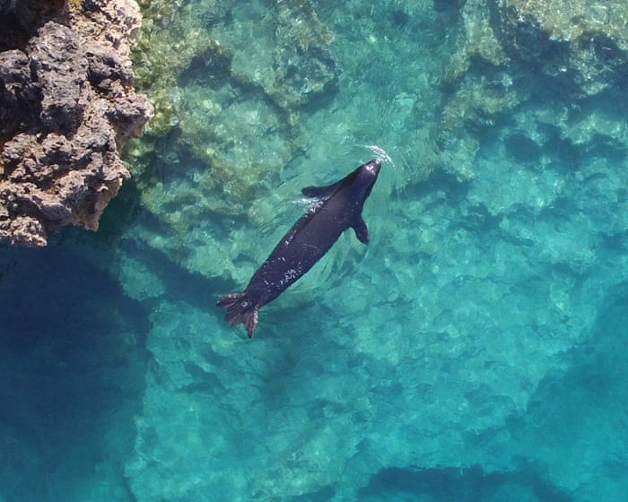 Yunan trajedisi: nadir foklar turistlerden kaçmak için mağaralara saklanıyor.