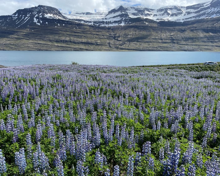 En invasion av lila blommor har förvandlat Island till en Instagram-varm punkt, men den utlöser också en biodiversitetskris.