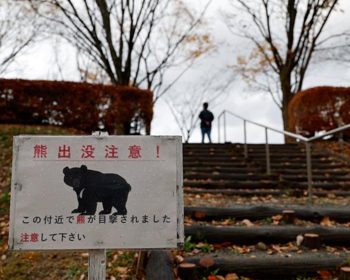 Japanese town overwhelmed by record bear sightings in the past year.