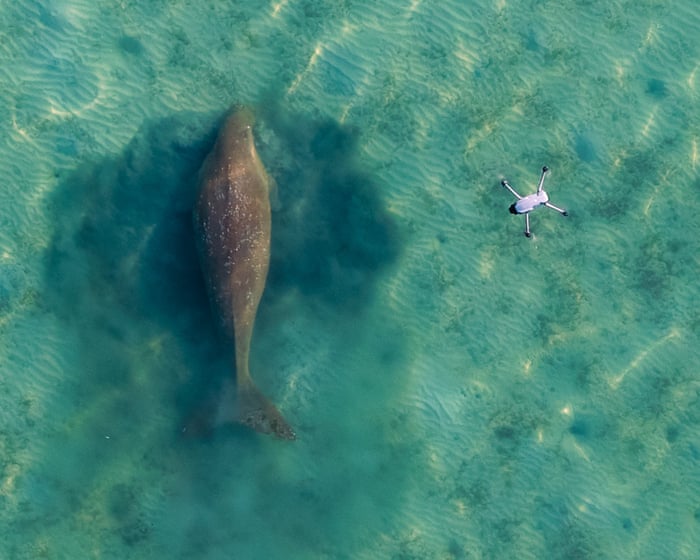 På jakt efter ett mirakel: Vad ligger bakom dugongernas försvinnande från Thailands kuster?