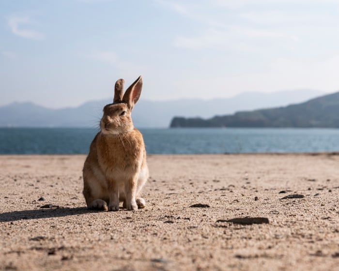 'A land of shadows and sun': the deserted Japanese island now overrun by rabbits