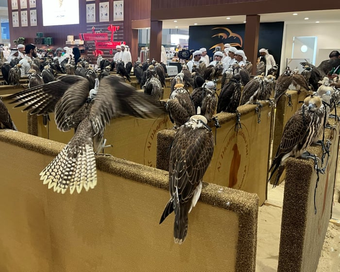 Cererea pentru șoimi de valoare din Orientul Mijlociu alimentează traficul ilegal al acestor păsări din Marea Britanie.