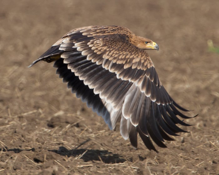 No trees, no food, hunted for sport ... yet Serbia's imperial eagles are making an unlikely comeback.