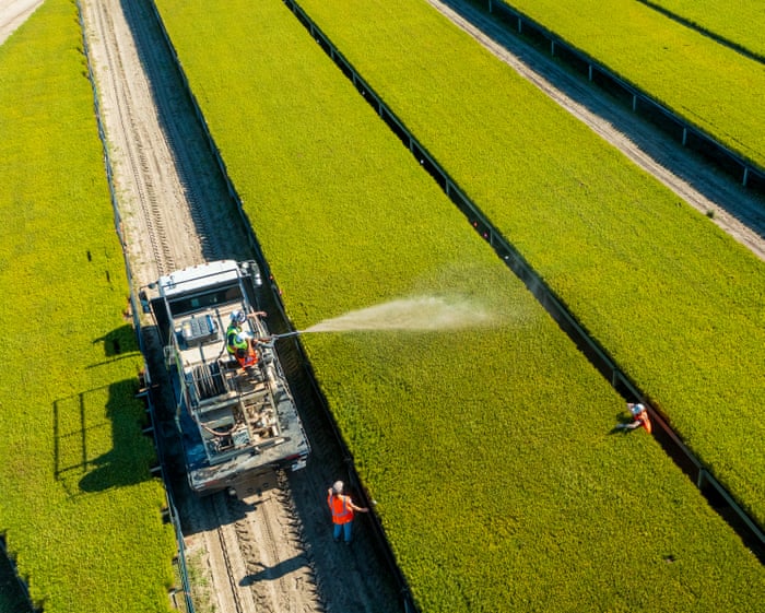 'Hybrid organ': How combining trees and fungi could transform forest management