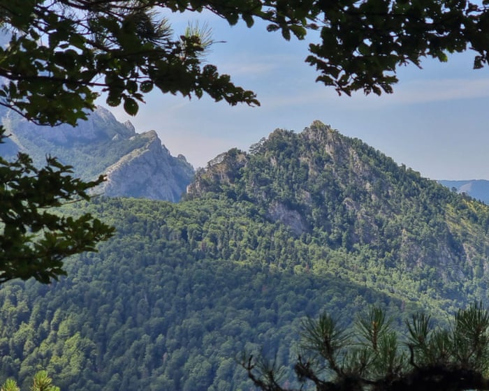 We're going on a Bosnian bear hunt … in Europe's oldest forest.