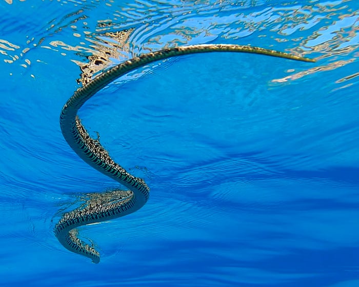 "This is a tragedy": swimming snakes are opening a new front in the fight against Balearic lizards.