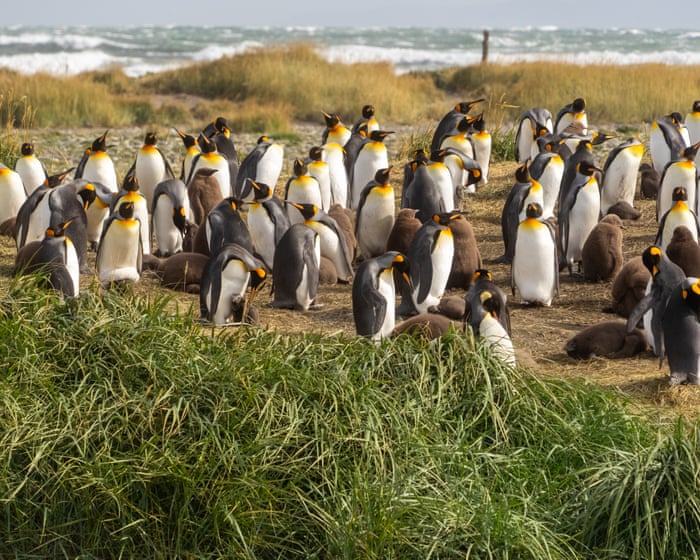 A kindergarten teacher accidentally became the guardian of 200 king penguins.