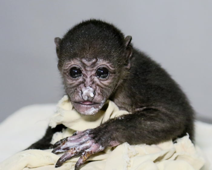 'To them, a power line looks like a line of trees': Costa Rica takes steps to protect howler monkeys from being electrocuted.