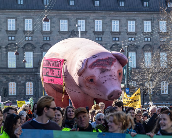Campaigners won a major victory against industrial farming in Denmark's so-called 'pig election'.