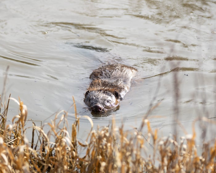 "It makes your heart sing": Can a pioneering project prove that rewilding actually works?