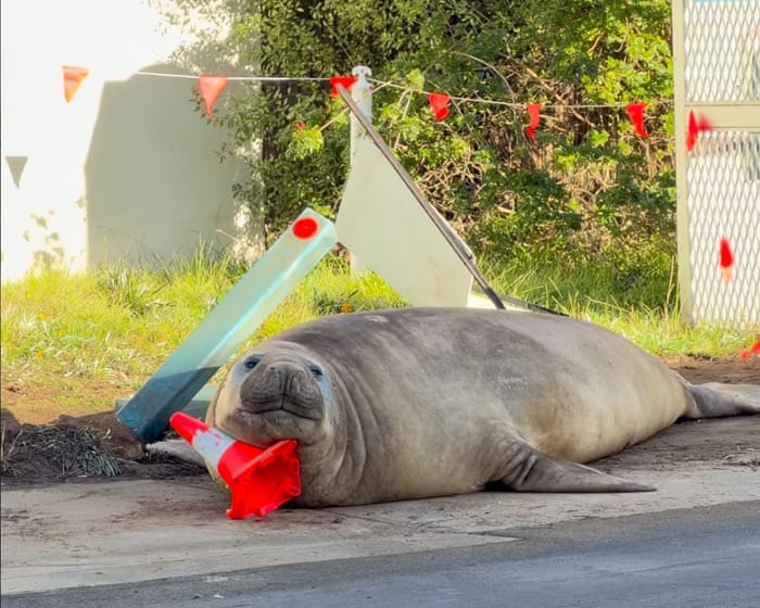 A 1,000-kilogram seal named Neil is causing chaos in Tasmania – and people love him for it.