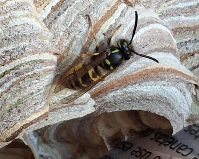 'I feel a bit like a mother to them': the nature reserve manager who shares her office with a wasp nest.