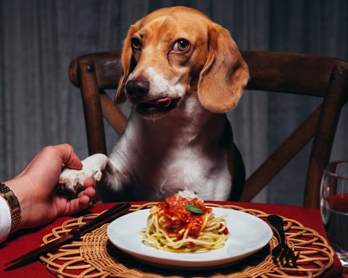 'Why dogs are becoming the new faces of fashion in the age of AI'