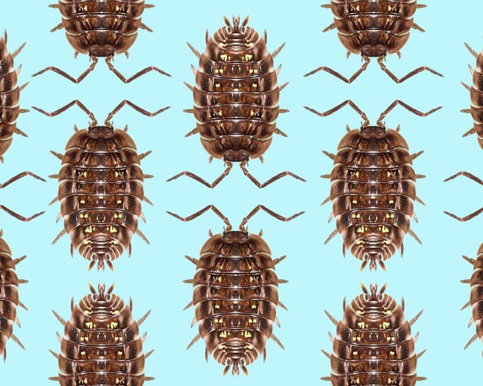Here are the top 10 invertebrates of the year, revealed.