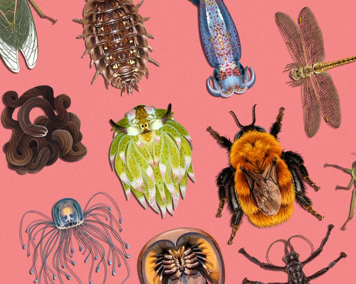 The winner of Invertebrate of the Year 2026 has been announced – and it's only about the size of a grain of rice.