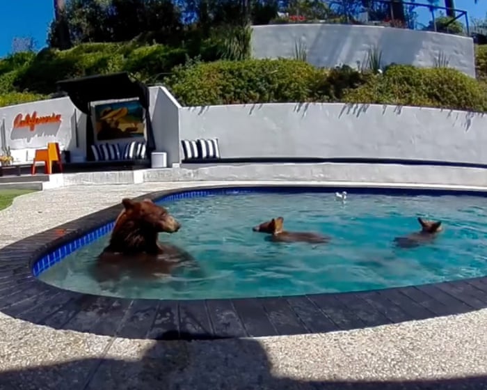 Vizinhos muito bons: humanos e animais estão aprendendo a viver juntos em uma LA em crescimento