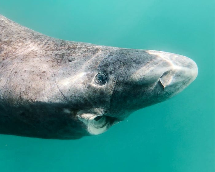 To cull or not to cull: Greenland debates the fate of the world's slowest shark